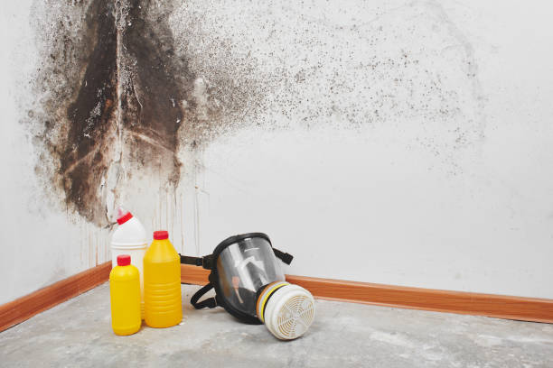 Best Attic Mold Remediation in Brownfield, TX