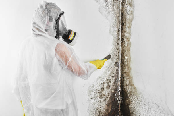 Best Basement Mold Remediation in Brownfield, TX