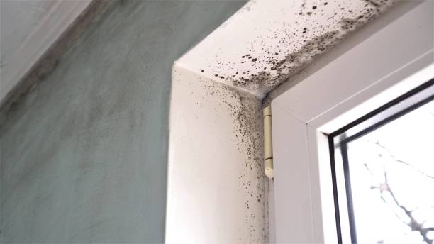 Best Health and Safety Mold Remediation in Brownfield, TX
