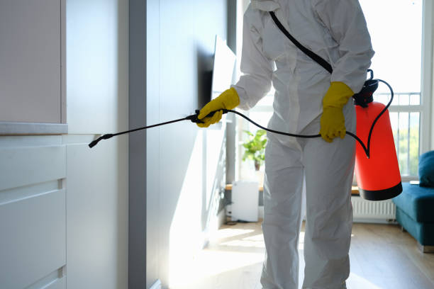 Best Post-Flood Mold Remediation in Brownfield, TX