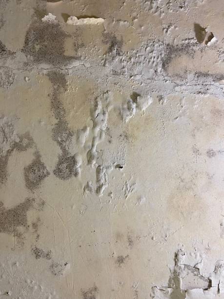 Best Mold Remediation for Schools in Brownfield, TX
