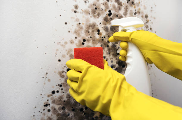 Best Emergency Mold Remediation in Brownfield, TX