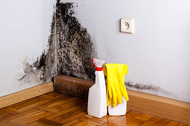 Best Kitchen Mold Remediation in Brownfield, TX