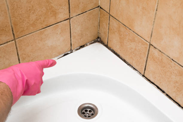 Best White Mold Remediation in Brownfield, TX